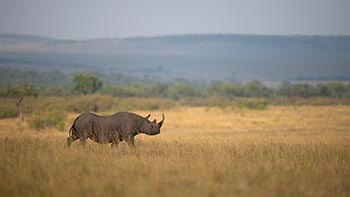 Ol Pejeta / Aberdare